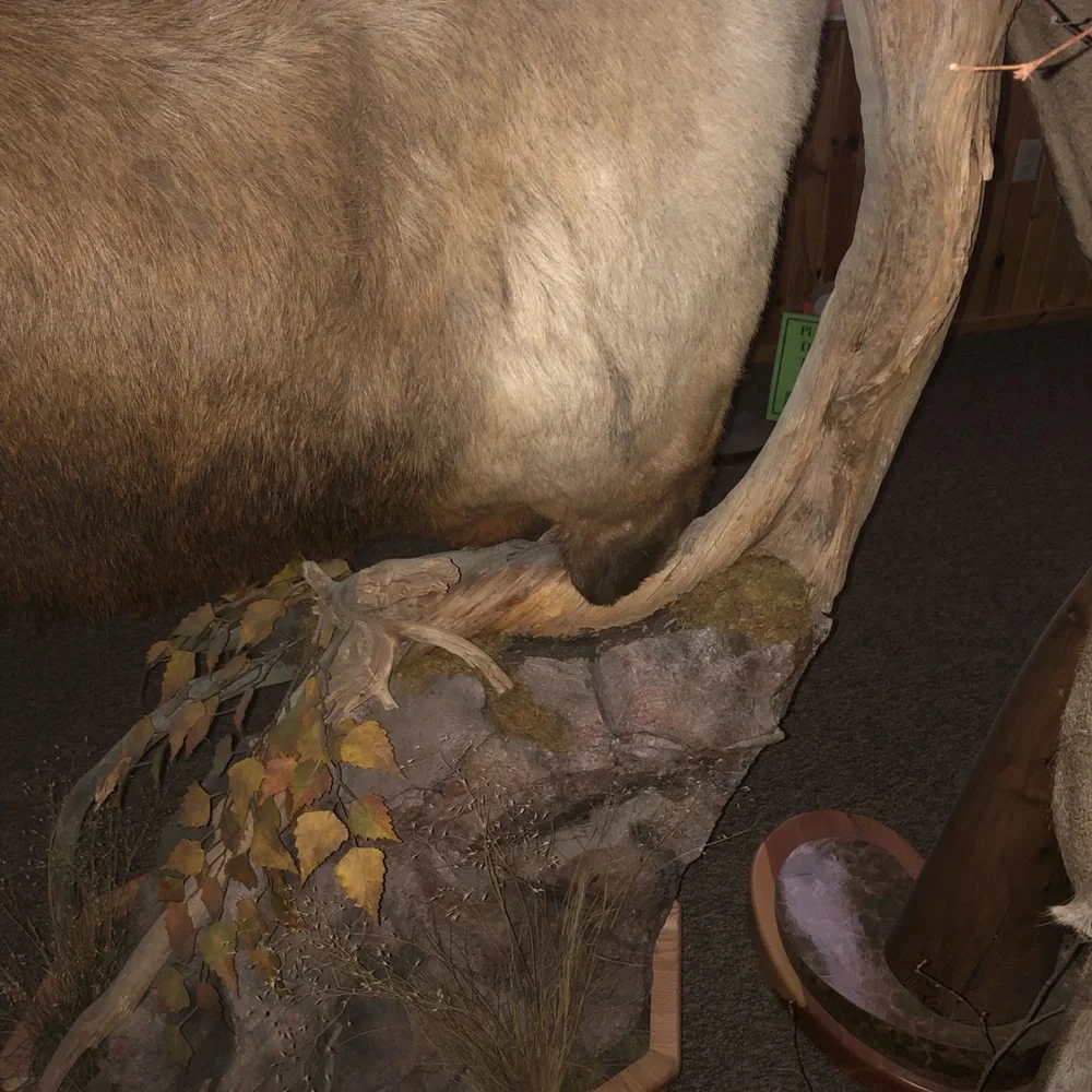 Elk mount